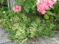 SAM_4700.webp