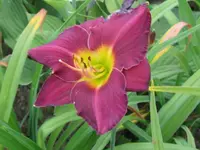all american plum2_1024x768.webp