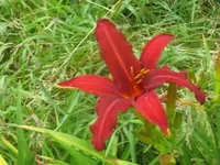 crimson pirat1_1024x768.webp