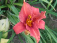 crimson sämling_1024x768.webp