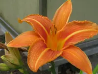 fulva_1024x768.webp