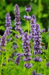 Agastache_purple_lila_zwei Bienen_grün2_600.JPG