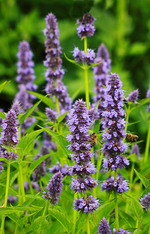 Agastache_purple_lila_zwei Bienen_grün2_600.webp
