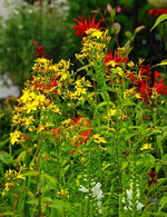 echtes Johanniskraut_gelb_600.webp