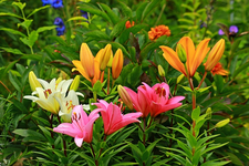 Lilien_weiss_orangegelb_pink_grün_blau_640.webp
