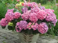SAM_4857.webp