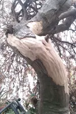 IMAG0524.webp
