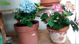 Hortensie2.webp