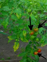 Tomate_Harzfeuer_F1_Kaliummangel_gruenkragen_bad_shoulders_potassium_deficiency.webp