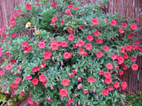 Petunien.webp