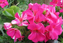 geranien.webp