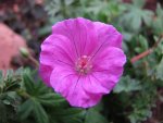 geranium nanum.jpg