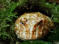 P1297734_Frosch.webp