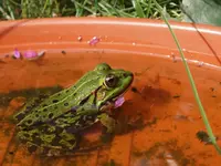 P8108427_Untersetzerfrosch.webp