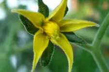 Blüte Tiny Tim.webp