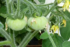 Fuzzy Wuzzy 1.Tomaten.webp