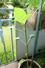 Sonnenblume ges..webp