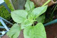 Sonnenblume von oben.webp