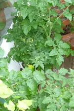 Tomatenkasten.webp