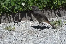 2014_0703sommer0144  3.webp