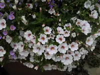 049.webp