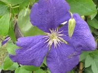 Bild 270.webp