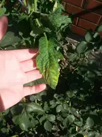 Unbekannter Mangel 2.webp