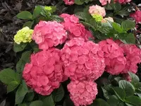 Bild 098.webp