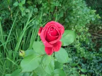 ro01.webp