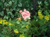 ro02.webp