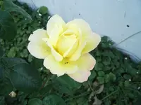 ro04.webp