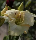 White Temptation 140706.webp