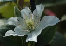 Clematis weiss.webp