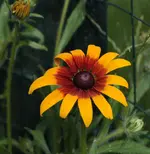 Sonnenhut 140706.webp