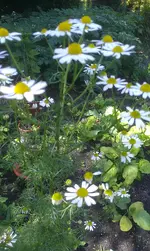 IMAG0829.webp