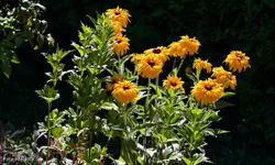 IMG_2695.webp