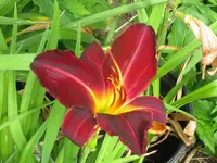 tovarich_1024x768.webp