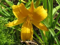 jersy spider_1024x768.webp
