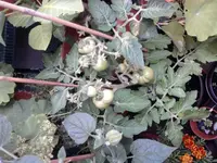 Tomate.webp