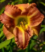 DSC_0007.webp