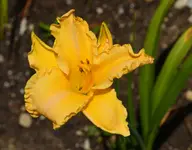 DSC_0008.webp