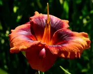 DSC_0030.webp