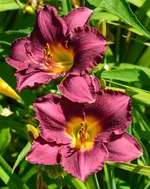 DSC_0032.webp