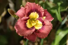 Catcher in the Eye.webp