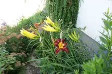 Citrina mit MmVr Smlg Heart.webp