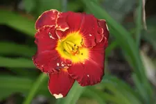 Beyond Eden (2).webp