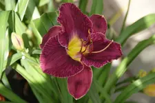 Flora (2).webp