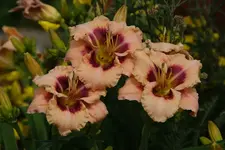 Huckleberry Candy.webp