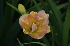 Nagasaki.webp