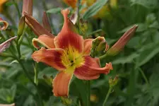 Narrentanz.webp